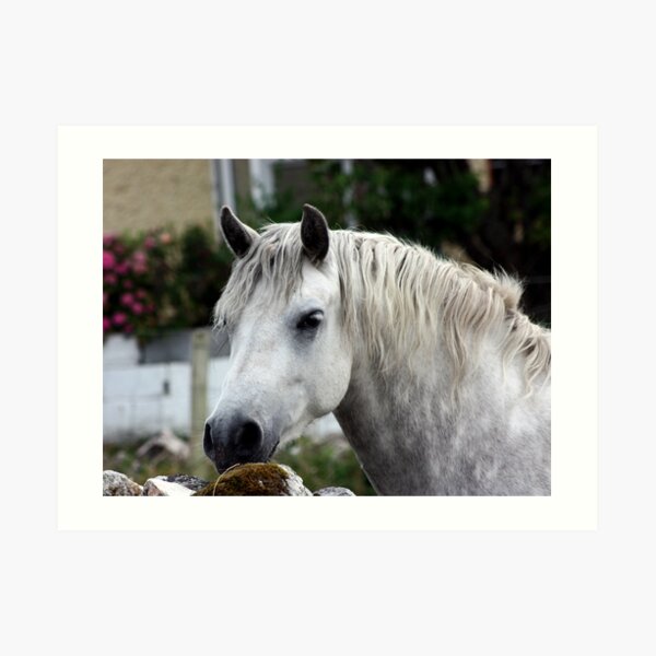 Grey Connemara Pony looking over a stone wall Art Print