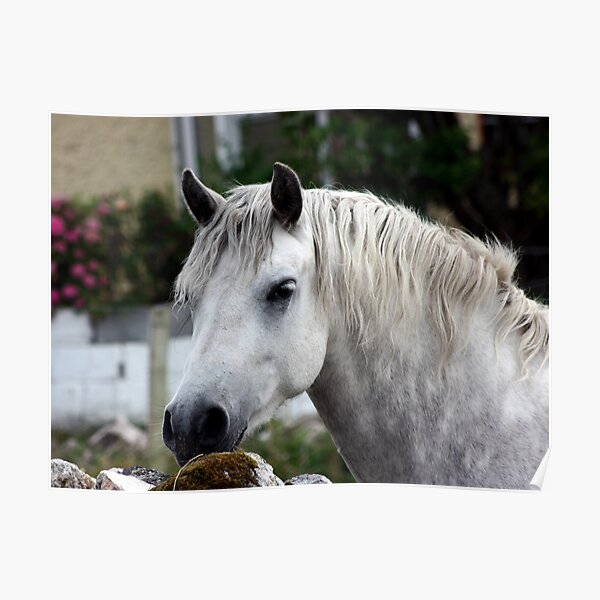 Grey Connemara Pony looking over a stone wall Poster