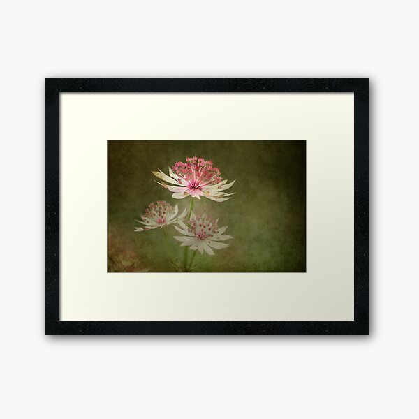 Astrantia Major Framed Art Print
