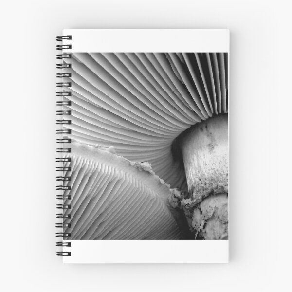 Aperçu de l'œuvre Champignons magiques créée et vendue par BlaizerB.