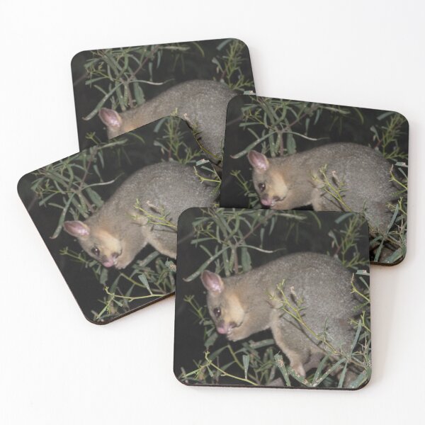 Item preview, Possum Enjoying a Nibble! Nocturnal Australian Mammal. 'Renmark', Sth. Australia.  designed and sold by RitaBlom.