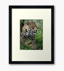 Athena the Jaguar Framed Print