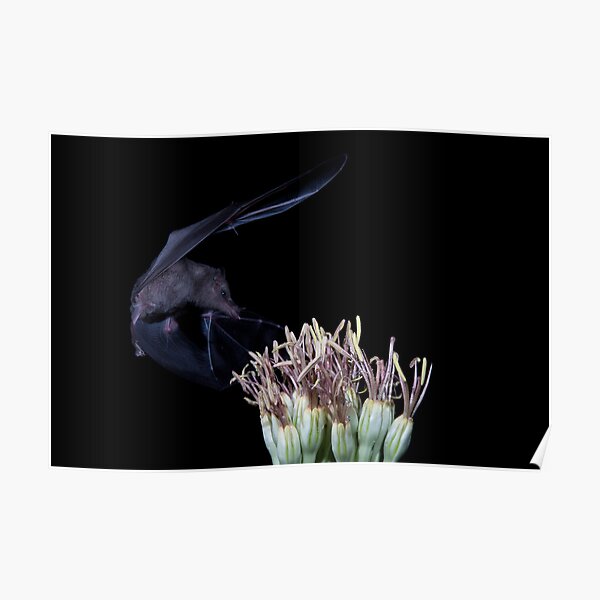 Swooping in for Dinner Poster