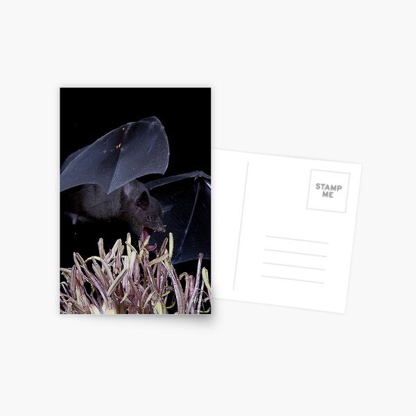 Just a nibble Postcard