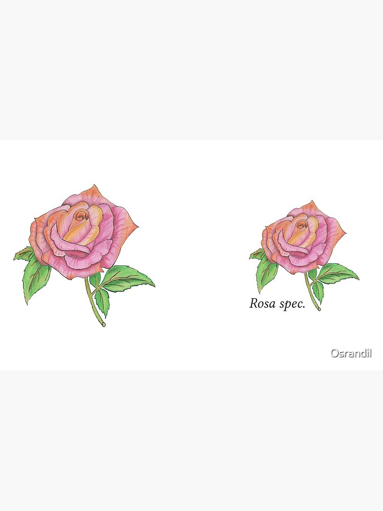 Colorful Rose by Osrandil