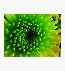 Green flower Photographic Print