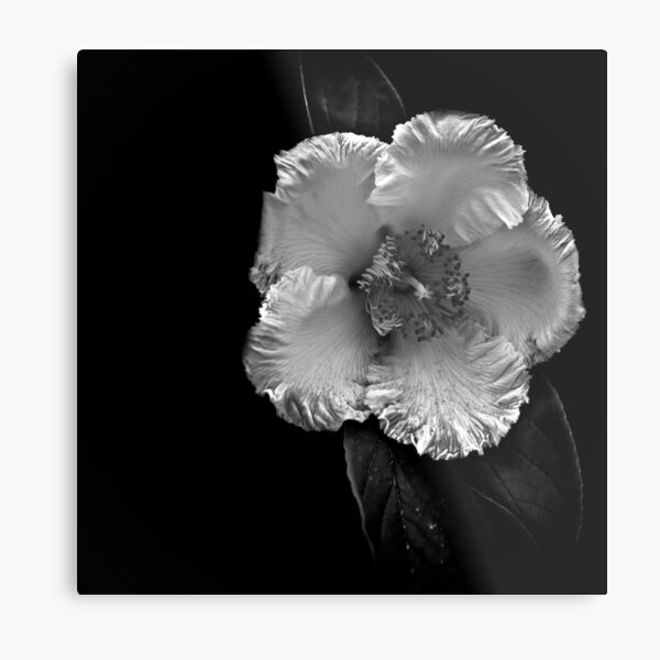 Item preview, An insomniac in my garden designed and sold by alan shapiro.