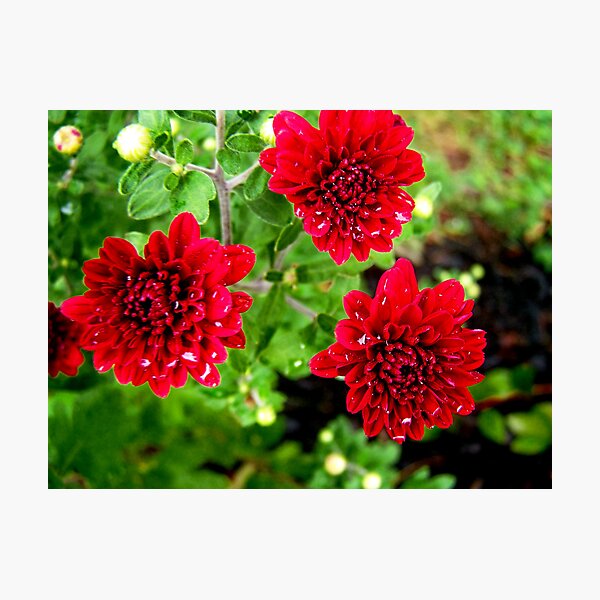 Aperçu de l'œuvre Red mums créée et vendue par Sarah Schotts.