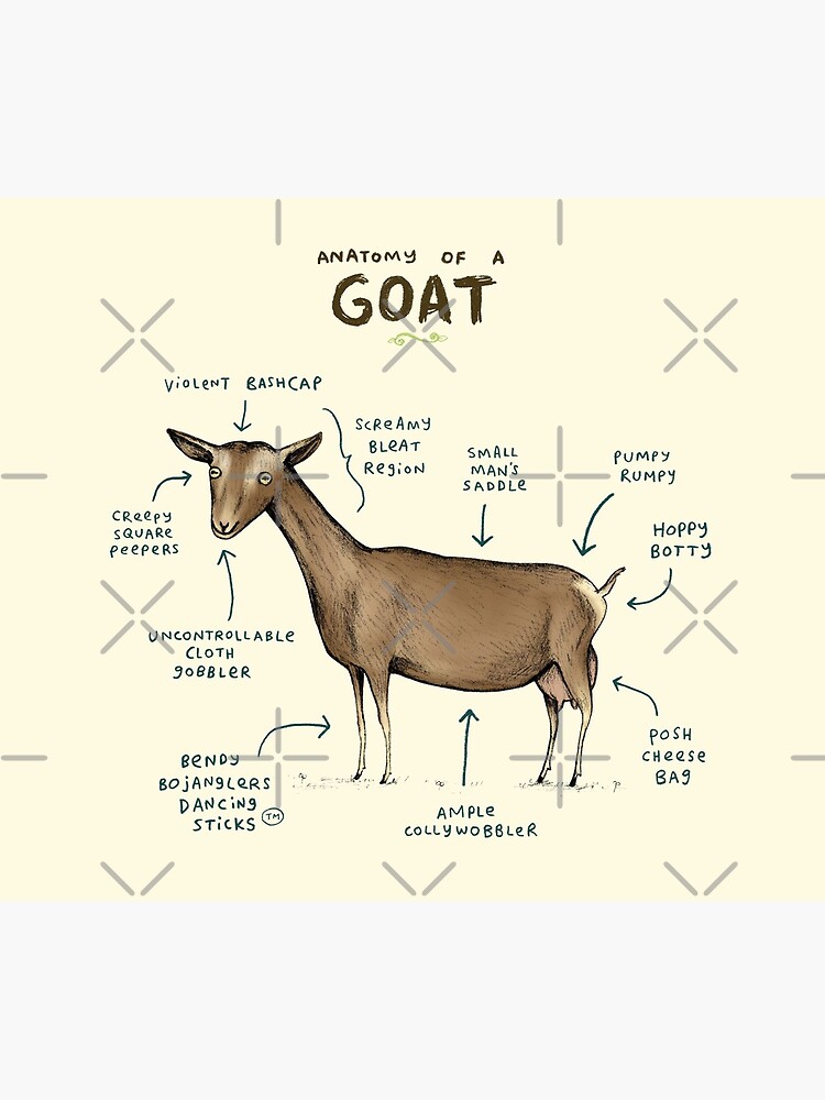 Anatomy of a Goat by SophieCorrigan