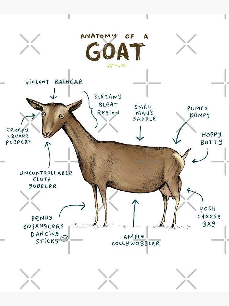Anatomy of a Goat by SophieCorrigan