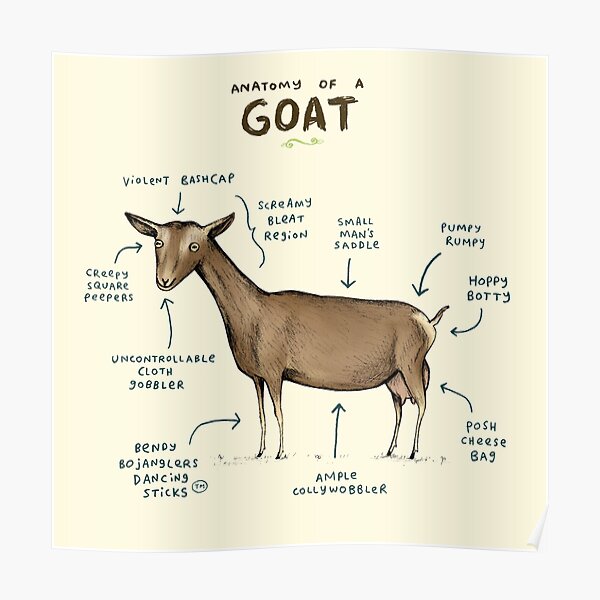 Anatomy of a Goat Poster