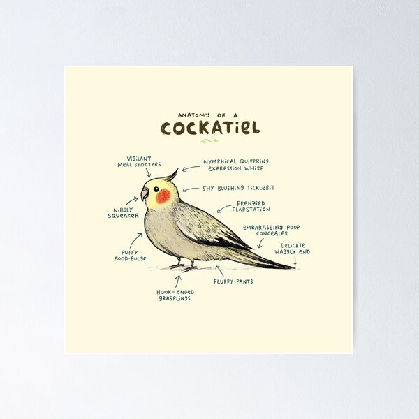 Anatomy of a Cockatiel Poster