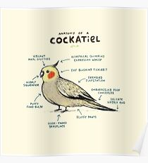 Anatomy of a Cockatiel Poster