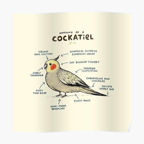 Anatomy of a Cockatiel Poster