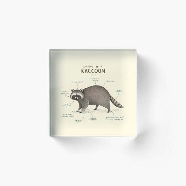 Anatomy of a Raccoon Acrylic Block