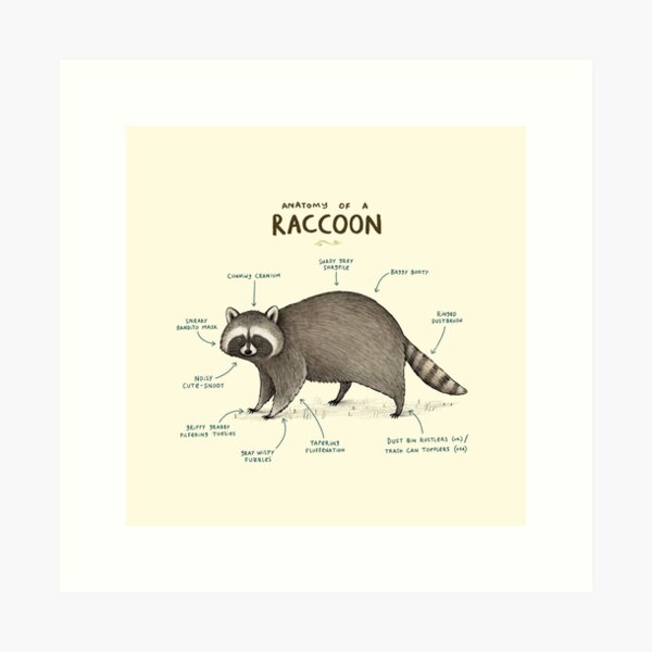Item preview, Anatomy of a Raccoon designed and sold by SophieCorrigan.