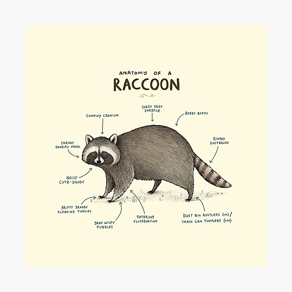 Anatomy of a Raccoon Photographic Print