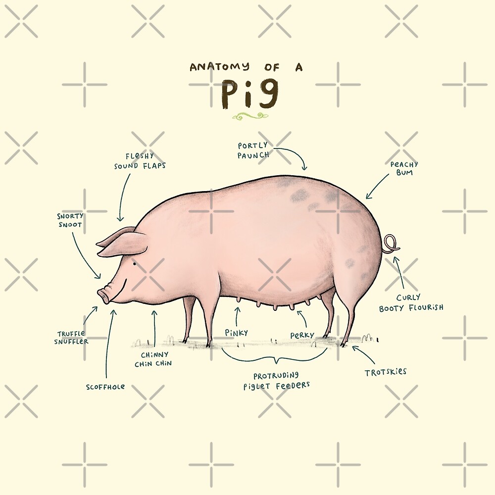 Anatomy Of A Pig By Sophie Corrigan Redbubble