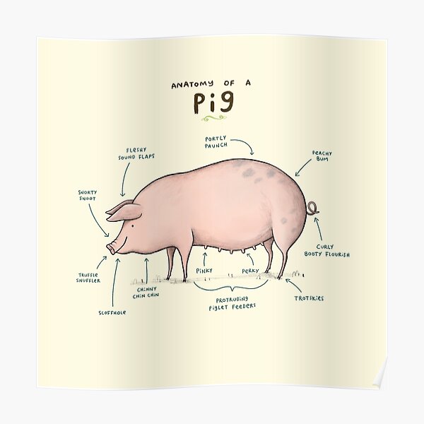 Anatomy of a Pig Poster