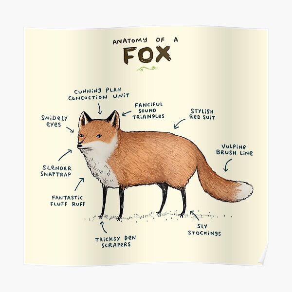 Anatomy of a Fox Poster