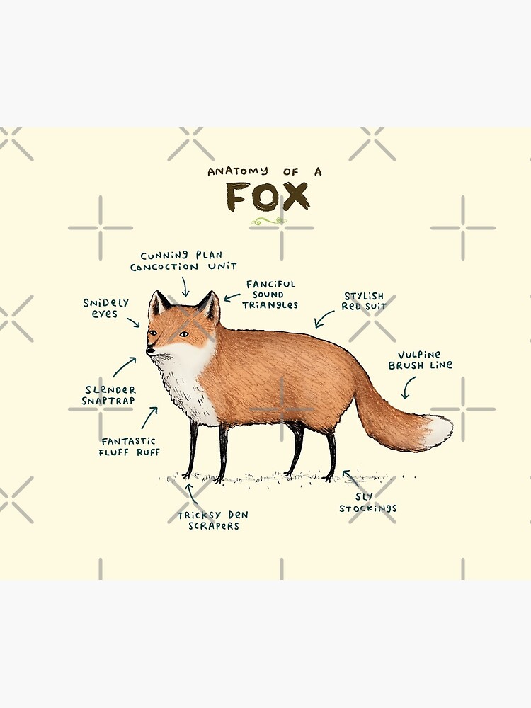 Anatomy of a Fox by SophieCorrigan