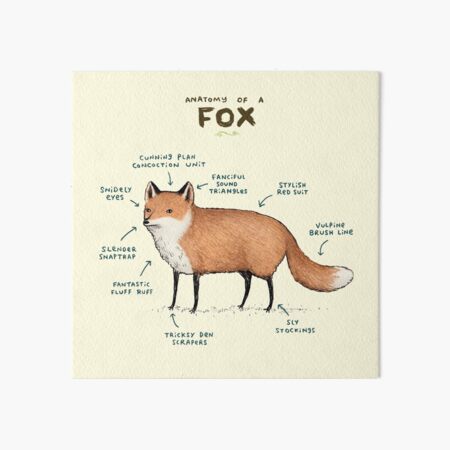 Anatomy of a Fox Art Board Print