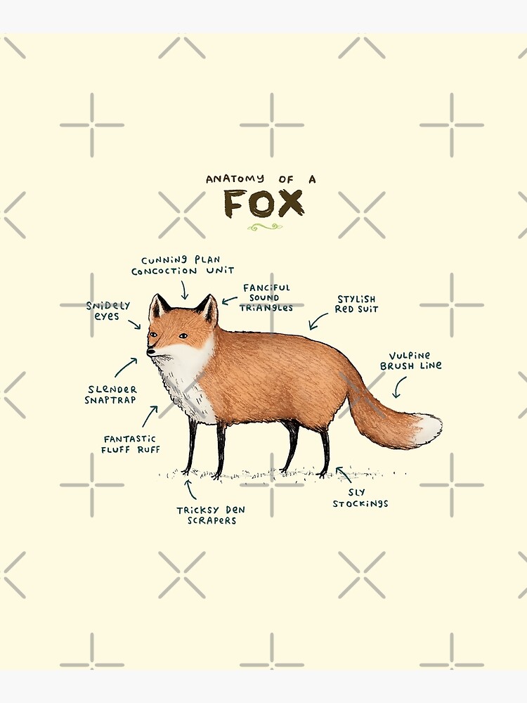 Anatomy of a Fox by SophieCorrigan