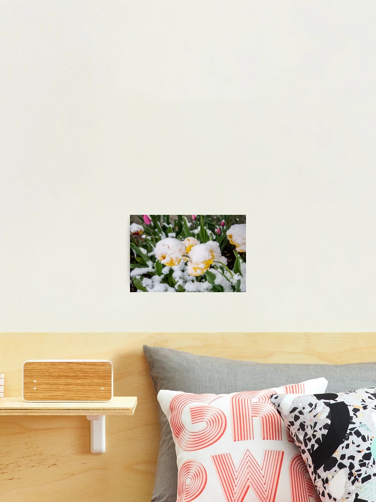 Thumbnail 2 of 3, Photographic Print, Canadian Springtime [Roufxis-Rb] designed and sold by RoufXis.