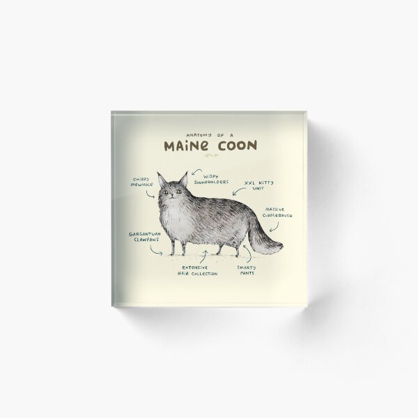 Anatomy of a Maine Coon Acrylic Block