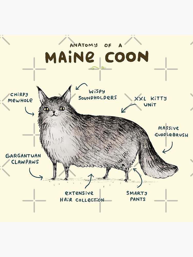 Disover Anatomy of a Maine Coon Premium Matte Vertical Poster