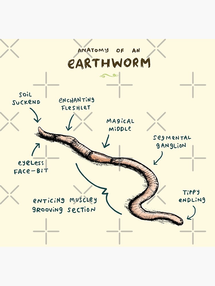 Anatomy of an Earthworm Photographic Print for Sale by Sophie Corrigan
