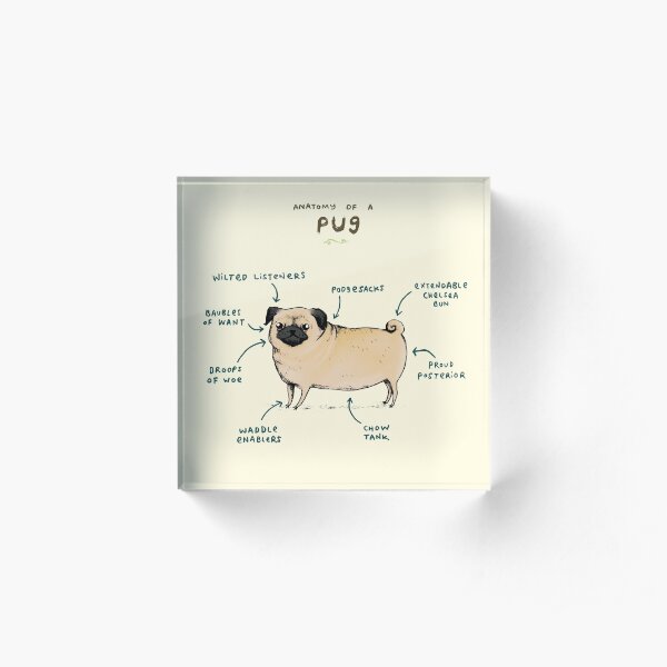Anatomy of a Pug Acrylic Block