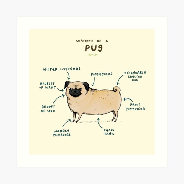 Anatomy of a Pug Art Print