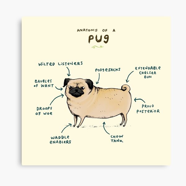 Anatomy of a Pug Canvas Print