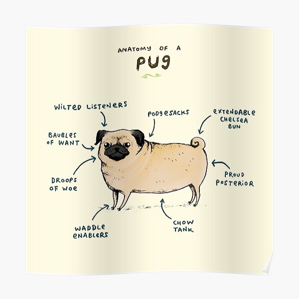 Anatomy of a Pug Poster