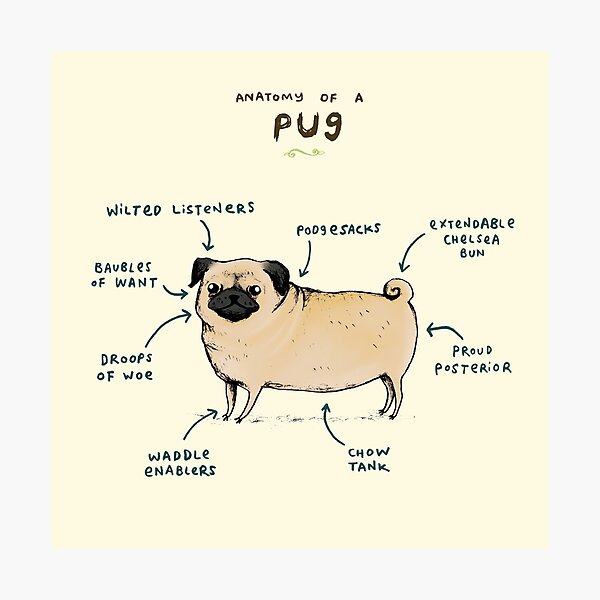 Anatomy of a Pug Photographic Print