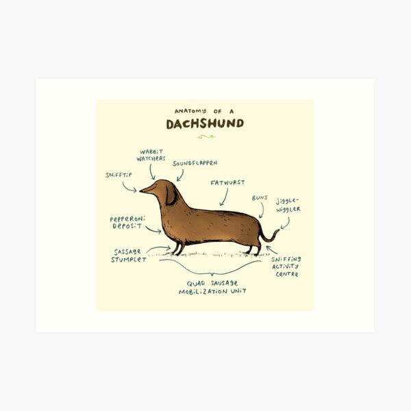 Anatomy of a Dachshund Art Print