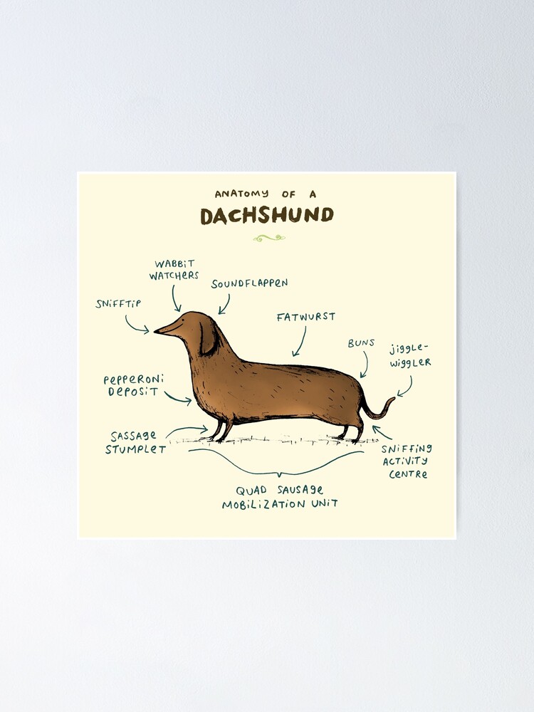 Alternate view of Anatomy of a Dachshund Poster