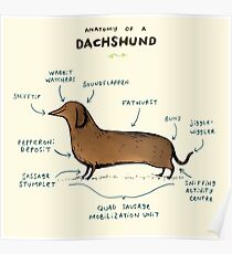 Anatomy of a Dachshund Poster