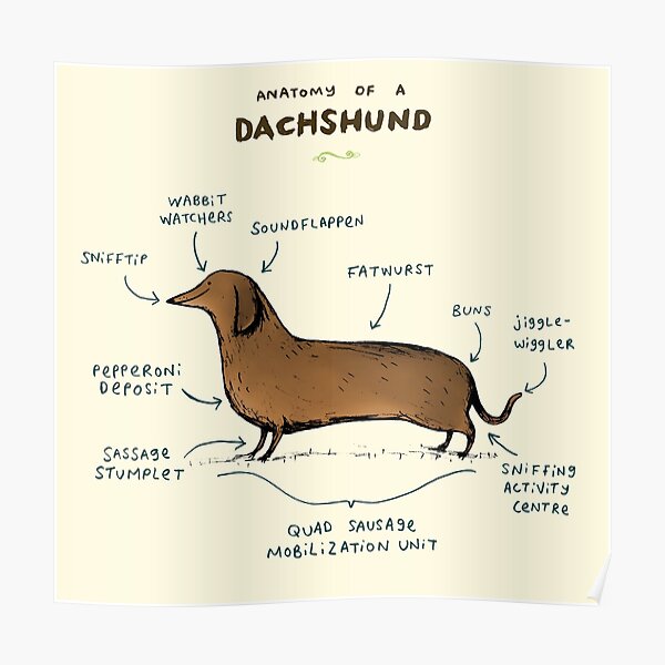 Anatomy of a Dachshund Poster