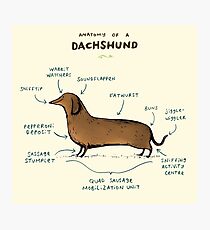 Anatomy of a Dachshund Photographic Print