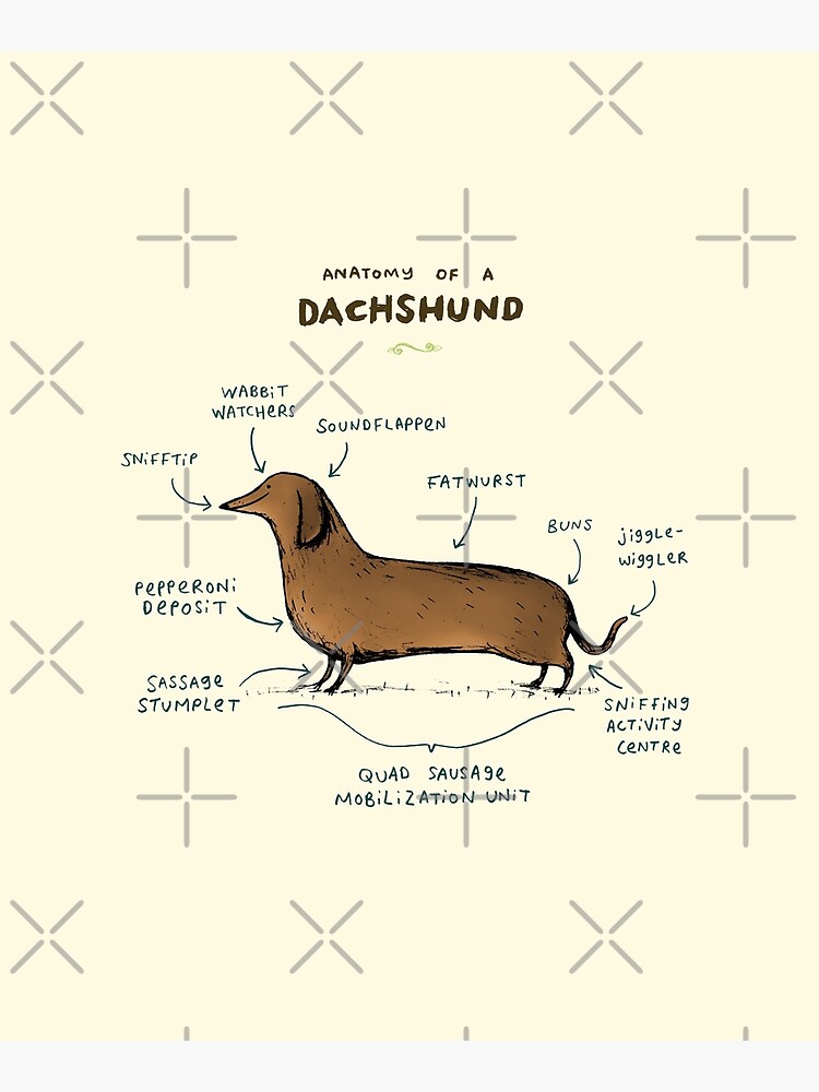Anatomy of a Dachshund by SophieCorrigan