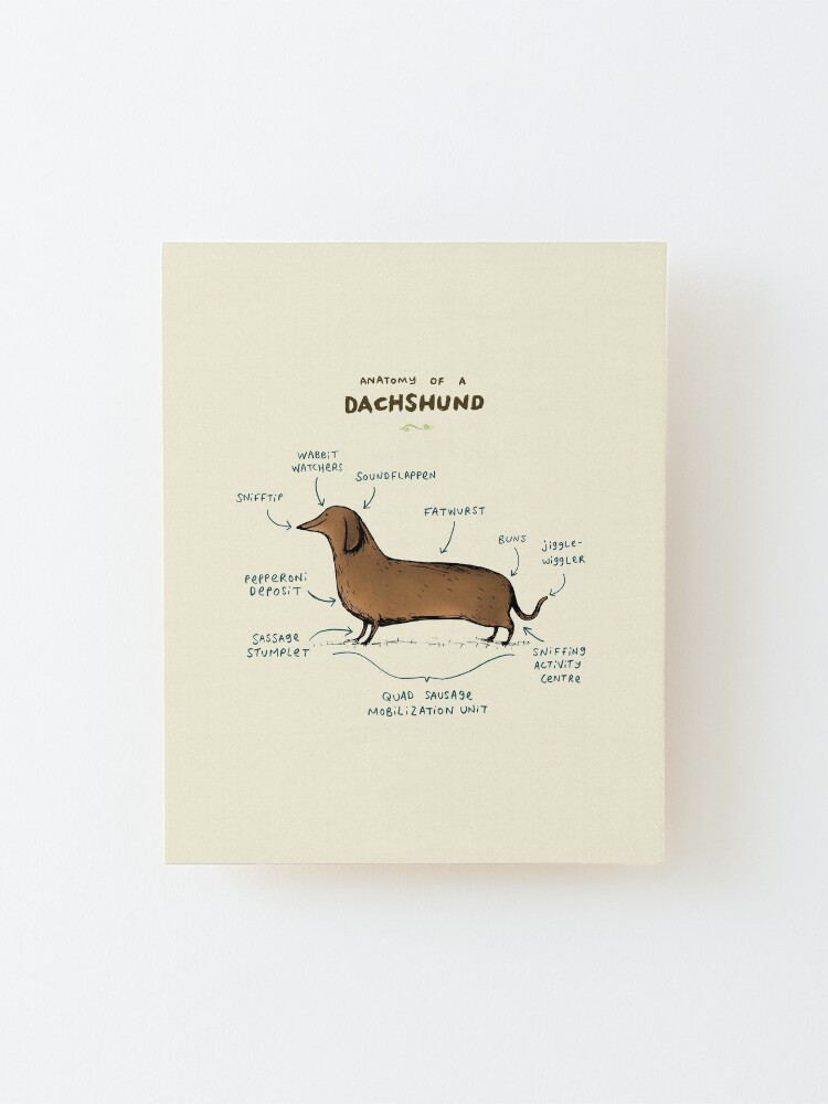 Alternate view of Anatomy of a Dachshund Mounted Print