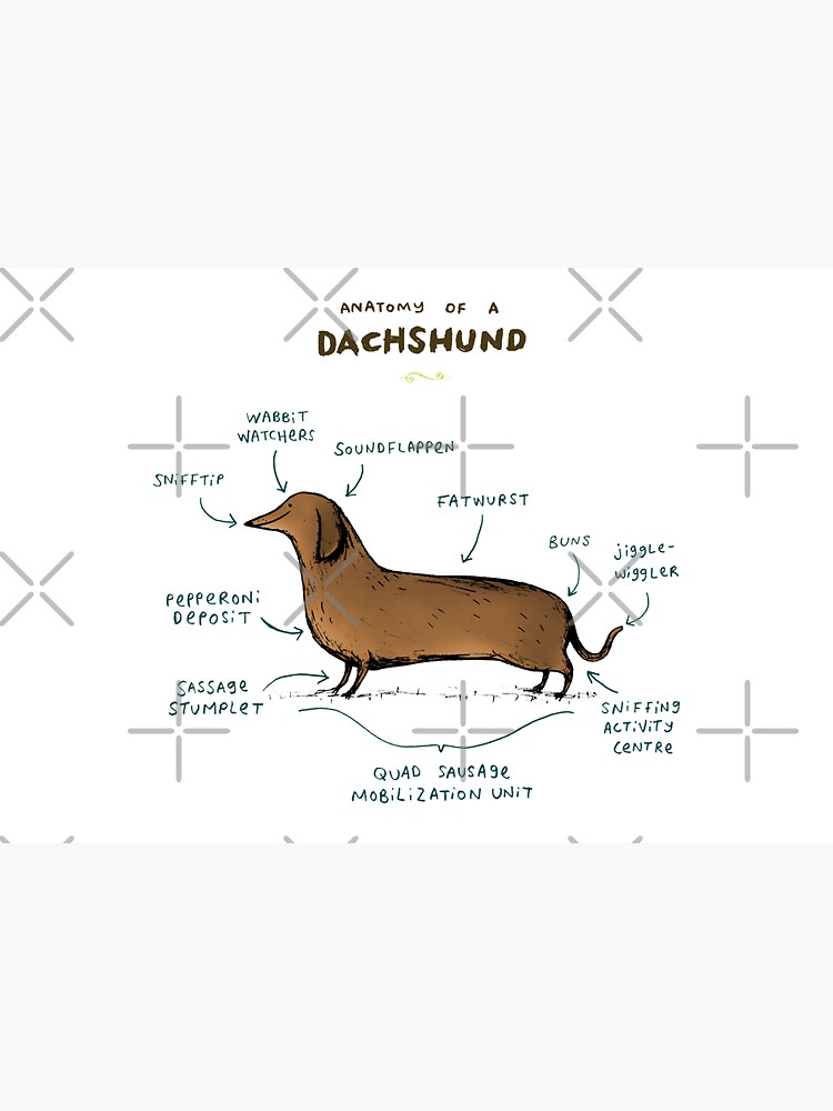 Anatomy of a Dachshund by SophieCorrigan