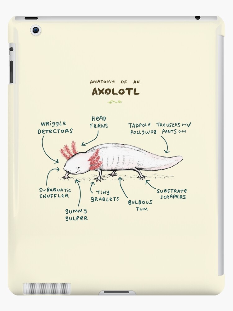 Anatomy of an Axolotl Art Print for Sale by Sophie Corrigan