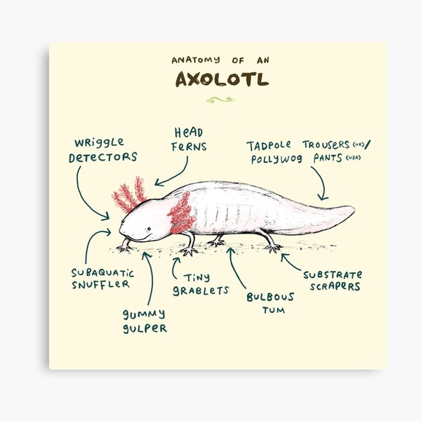 Anatomy of an Axolotl Canvas Print