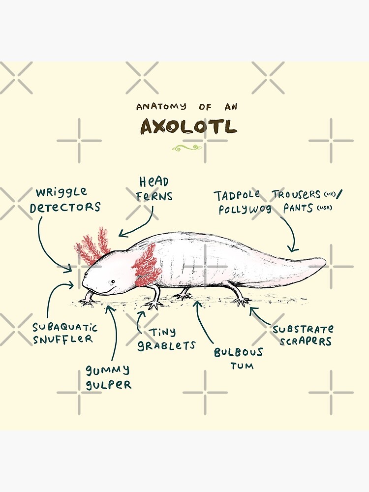 Anatomy of an Axolotl Art Board Print for Sale by Sophie Corrigan