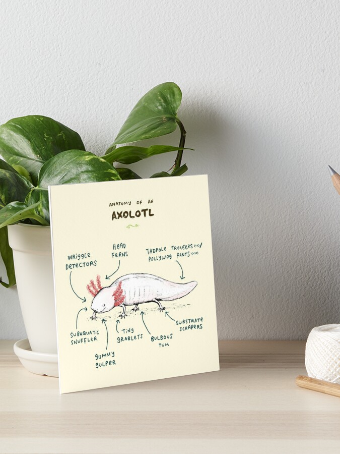 Axolotl Gift Box