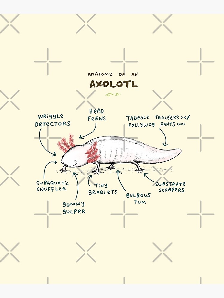 Anatomy of an Axolotl by SophieCorrigan