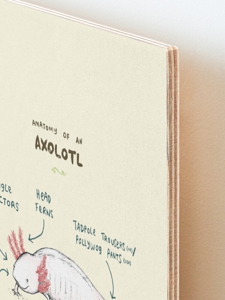 Alternate view of Anatomy of an Axolotl Mounted Print